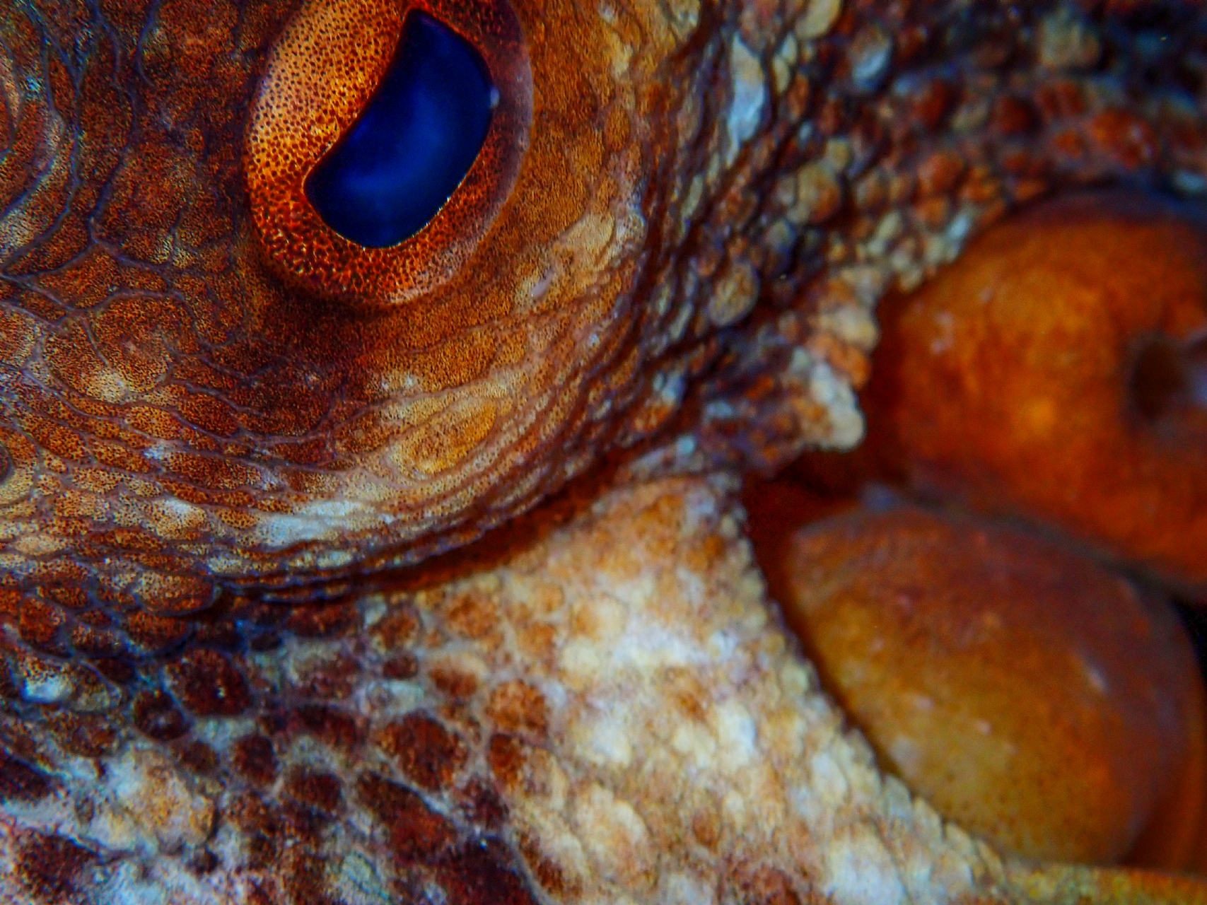 PULPO ESCONDIDO