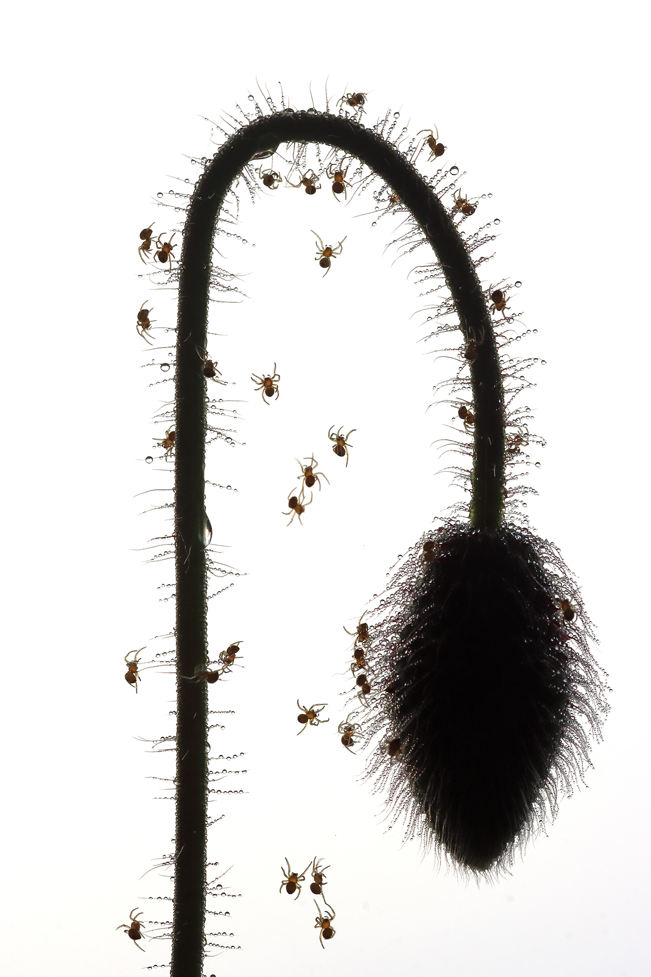 Spiders kindergarden