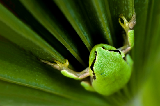 Perspective in green