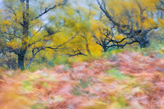 Autumn Ghost