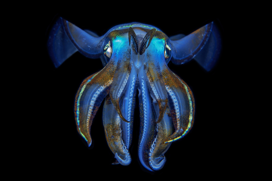 Squid